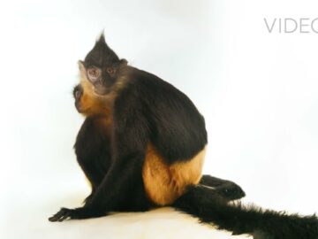 A mother and juvenile critically endangered Delacour’s langur (Trachypithecus delacouri) at the EPRC