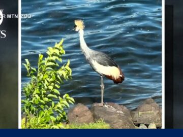 Rare endangered bird on the run after zoo escape