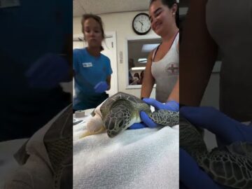 Huggie Wuggie, an adorable juvenile green sea turtle receives wound care and a bandage