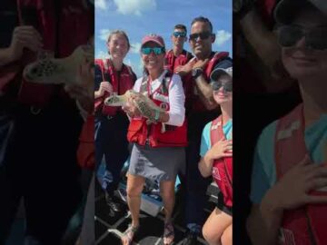 These are the days! Serena and Huggie Wuggie, two juvenile green sea turtles rehabili