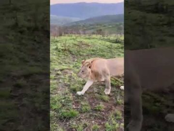 Juvenile male #lion walks right past our monitoring vehicle #wildlife #endangeredspecies