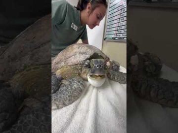 Our New Patient, “Melody” 🚑🐢 She’s a lethargic juvenile Green sea turtle who was r