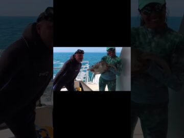 “Wednesday”, a juvenile green sea turtle returned to her ocean home today, on Wednesda