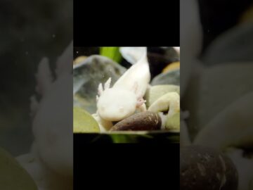 Fascinating World of Axolotls: Regeneration, Juvenile Appearance, and Aquatic Wonders | #shorts