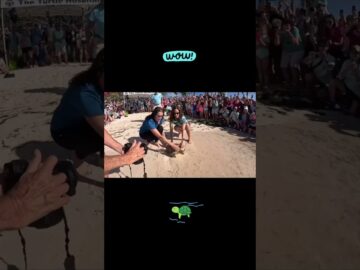 “Wow”, a juvenile green sea turtle returned to her ocean home yesterday after making a #turtle