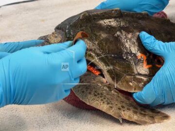 Cape Cod’s hook-shaped geography traps endangered sea turtles in cold waters, stunning hundreds