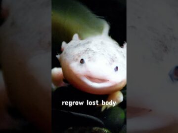 Astonishing Axolotls: Masters of Regeneration and Beyond!