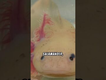 The untold secrets of Axolotls #science #facts#axolotl