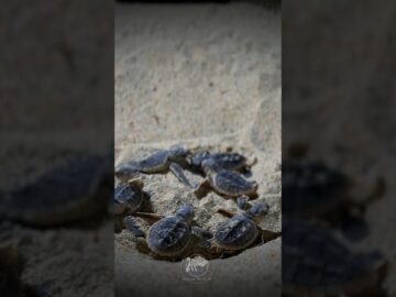 The moment of birth of a hawksbill sea turtle juvenile. #juveniles #turtle #sea