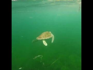 We released 5 more juvenile greens treated for Fibropapilloma tumors yesterday Here’s #turtle
