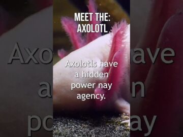 Axolotls: Forever Young in Nature’s Pond! #Shorts