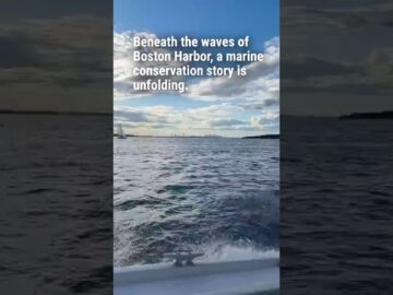 Researchers are on the hunt for sharks in Boston Harbor