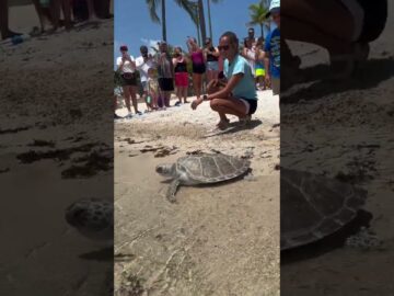 Swim free! “Turtley”, a juvenile green sea turtle was rescued in November of last year #turtle