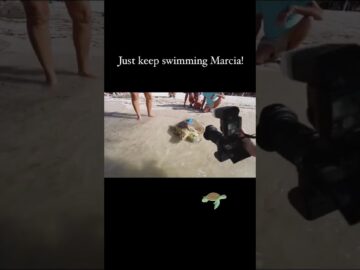 Keep swimming! “Marcia,” a juvenile green sea turtle rehabilitated at the Florida Keys