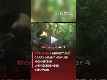 Capuchins Abduct and Carry Infant Howler Monkeys in Unprecedented Behavior #worldnews #news