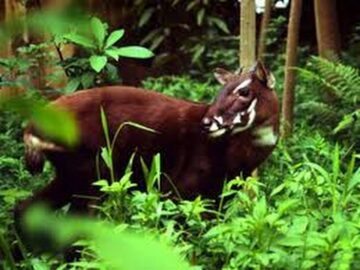 Documentary Of Rare Animals 2017 – Endangered Oceans