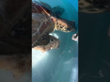 “Al” is eating! Al, a juvenile green sea turtle was rescued off Ocean Reef in the Flo #turtle