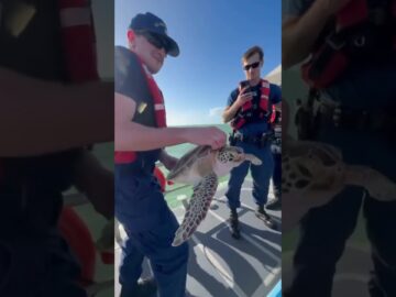 Dovey & Jude, two juvenile green sea turtles, were released today in The Florida Keys