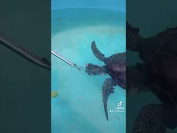 “Baby Sarah”, a juvenile green sea turtle, faces a challenging journey at The Turtle H #turtle