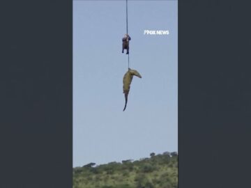 Officials airlift crocodile suspected of EATING missing man #foxnews #news #shorts #animals #africa