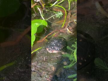 #shorts #spottedturtle #endangeredspeceis #clemmysguttata #turtle