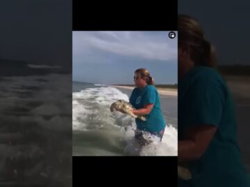A success story…”Cream of Tarter”, a juvenile green sea turtle was found critically il #turtle