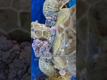 Meet Roseleigh! 🌊🐢 She’s a juvenile Green sea turtle rescued in March this year afte
