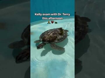 Kelly a juvenile Green Sea Turtle admitted to The Turtle Hospital yesterday is schedu #turtle