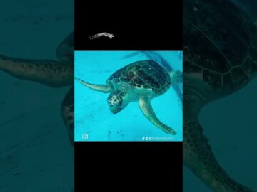 Scooby, a juvenile Loggerhead Sea Turtle rescued in Florida is responding well to treatment.the tran