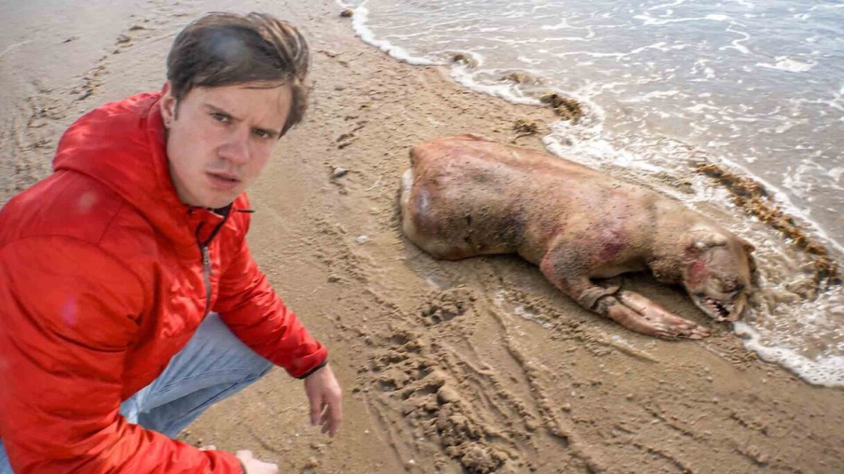 This Creature Washed Up Then Vanished…