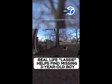 Real life “Lassie” helps find missing 3-year-old boy