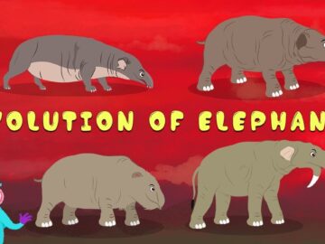 Evolution Of Elephants! | The Dr. Binocs Show | Best Learning Videos For Kids | Peekaboo Kidz