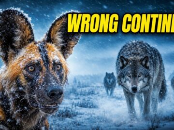 What If African Wild Dogs Invaded Yellowstone?