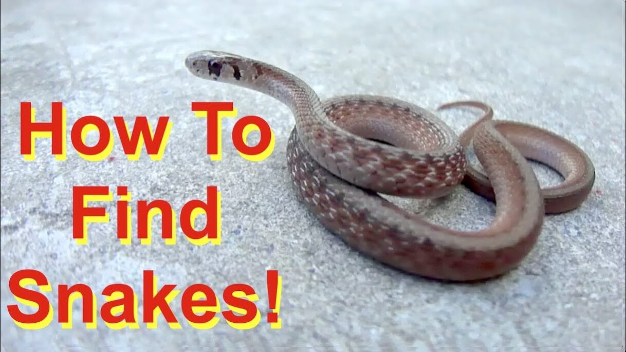 6 Tips to Find Snakes! (FIND – not handle!)