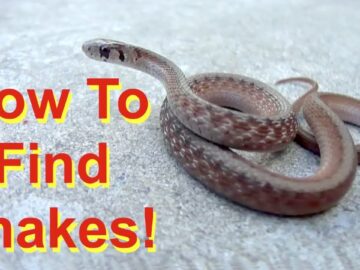 6 Tips to Find Snakes! (FIND – not handle!)