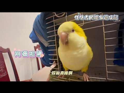 SO CUTE! 🐥任信出發去阿嬤家囉!可愛萌寵遊玩記😍跟阿姨們的互動玩耍真是開心🫶🫶🫶