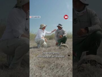 ECUADOR | 158 TORTUGAS en PELIGRO de EXTINCIÓN fueron REINTRODUCIDAS en las ISLAS GALÁPAGOS