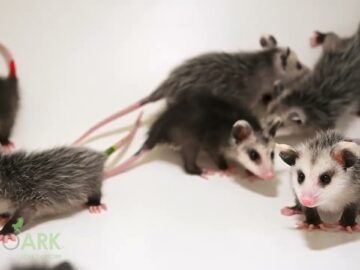 Juvenile Virginia opossums (Didelphis virginiana virginiana) at the WildCare Foundation.