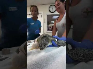 Huggie Wuggie, an adorable juvenile green sea turtle receives wound care and a bandage change.
