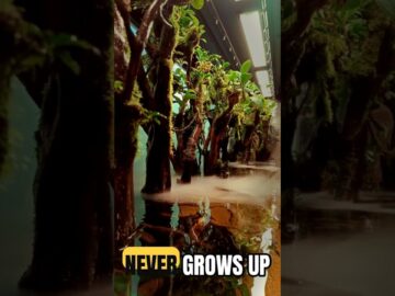 The Mexican Walking Fish That Never Grows Up (And It’s Trapped) #Shorts