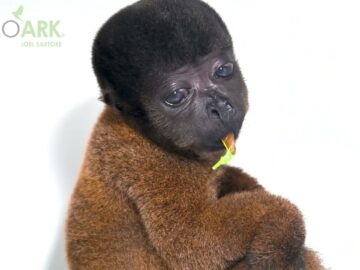 A juvenile female endangered gray woolly monkey (Lagothrix cana) at IBAMA – CETAS Manaus in Brazil.