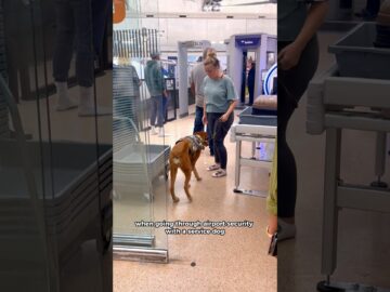 Important✈️ airport security info for Service Dogs #servicedog