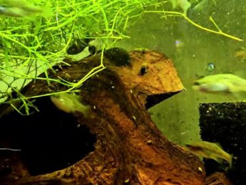 Critically Endangered San Marcos Redtail Splitfin (Xenotoca doadrioi) Watch Them Swim, Dance & Feed!