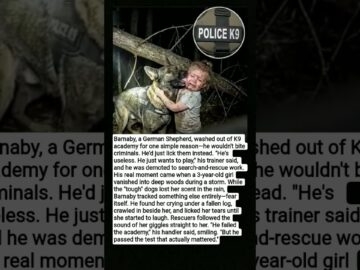 They Called This K9 “Useless”… Then a Missing Child Needed Him 🥹🐾