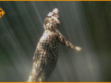Zapata Swamp, Cuba: Cuban Crocodiles vs Rising Hurricane Floods