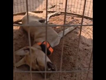 తుని పాప మిస్సింగ్ కేసులో కుక్క మృతి | Dog dead in tuni child missing case #tuni #ytshorts #viral