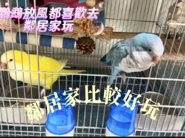 So Sweet! 🐥鸚鵡們的日常生活大公開🦜絕對不能錯過的鸚鵡賣萌瞬間#鸚鵡 #和尚鸚鵡 #寵物鸚鵡 #可愛動物 #萌寵 #動物日常 #鸚鵡生活 #鸚鵡影片 #寵物日常 #療癒