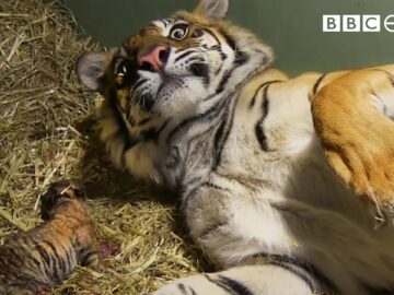 Birth of Twin Tiger Cubs | Tigers About The House | BBC Earth