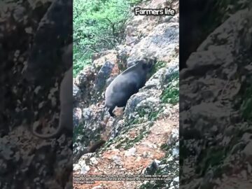 Incredible Footage of Mother Boar Protecting Her Baby Piglets! #worker #amazing #nature #wildlife