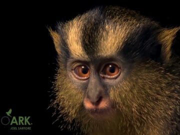 A crested mona monkey (Cercopithecus pogonias nigripes) at Animal’s World – Parc Assango in Gabon.